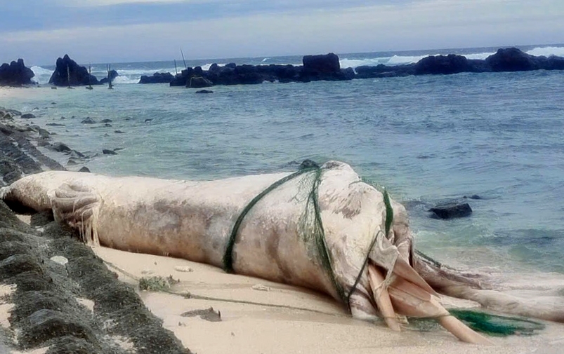 Whale carcass washes ashore on Ly Son Island amid typhoon Bualoi